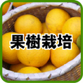 果樹栽培